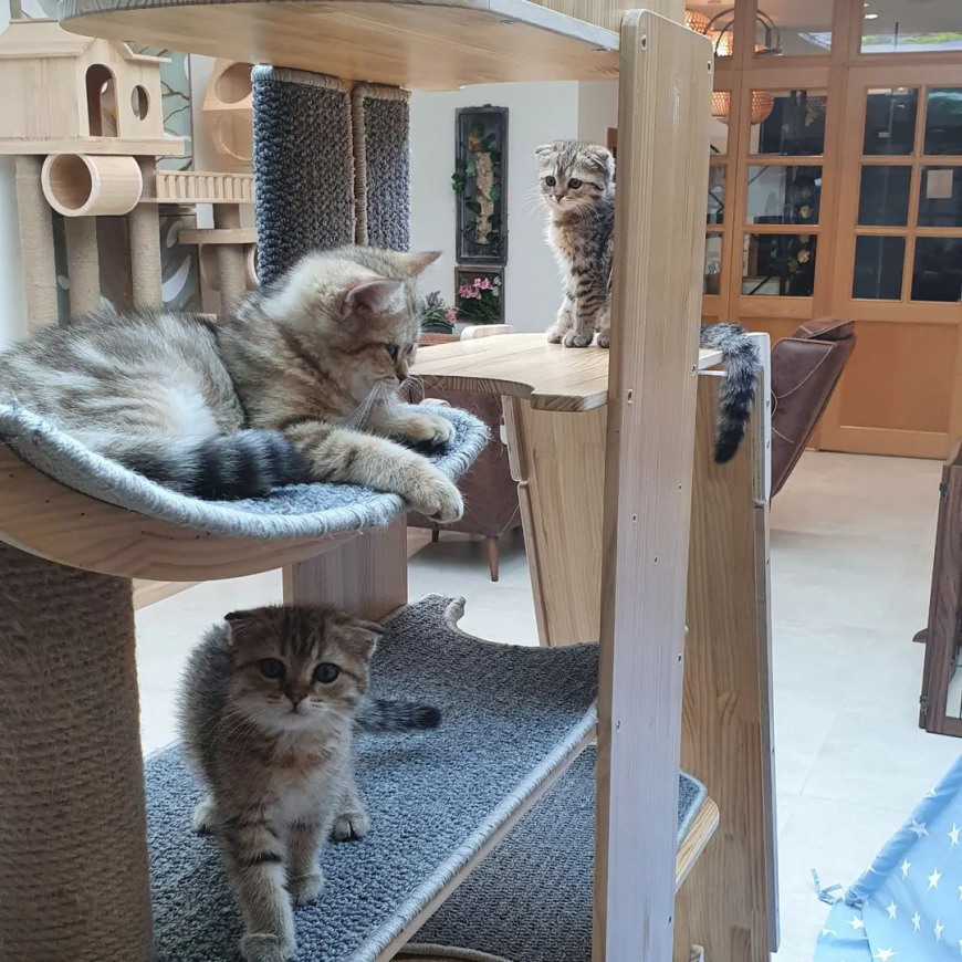 Top Animal and Pet Cafés in the UAE Top Animal and Pet Cafés in the UAE